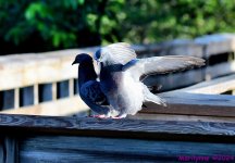 DSC_7397_001.JPG