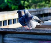DSC_7398_001.JPG