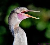 DSC_7417_001.JPG
