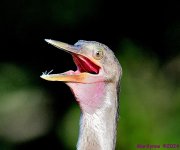 DSC_7426_001.JPG