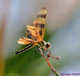 DSC_7446_001.JPG