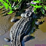 DSC_7454_stitch4_001.JPG