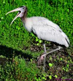 DSC_7470_001.JPG