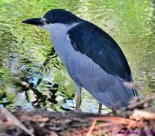 DSC_7477_001.JPG