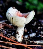 DSC_7482_001.JPG