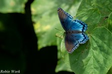 RD5_2523-Butterfly.jpg