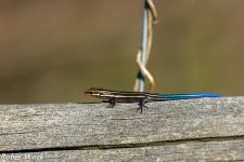 RD5_2437-Edit.jpg
