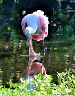 DSC_7552_001.JPG