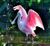 DSC_7557_001.JPG