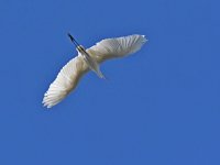 Egret.jpg