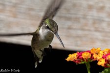 RD5_2198-Edit.jpg
