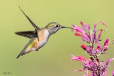 HummerFlower-83.jpg