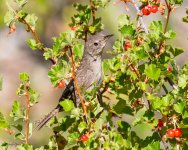 WrenBerryBush-83.jpg