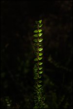 51652154780_b549437d04_o.jpg