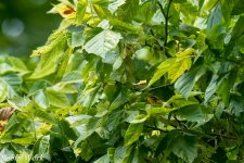 20240820-RD5_3087-Edit Prairie Warbler.jpg