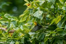 20240820-RD5_3089-Edit Prairie Warbler.jpg
