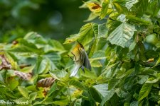 20240820-RD5_3090-Edit Prairie Warbler.jpg