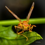 _DSC7625-SharpenAI-Focus-2.jpg