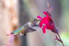 HummerFlower-84.jpg