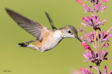 HummerFlower-86.jpg
