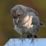 Towhee5.jpg