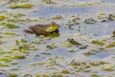Frog-86.jpg