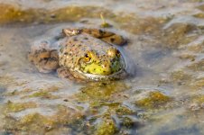 Frog-87.jpg