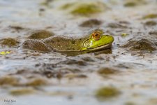 Frog-89.jpg