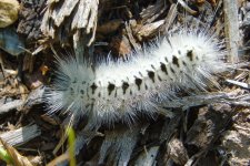Hickory Tussock moth sm.jpg