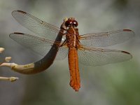 DragonFly3.jpg