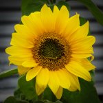 Sunflower.jpg