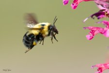 BumblebeeFlight-90.jpg
