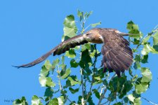 SwainsonsFlight-90.jpg
