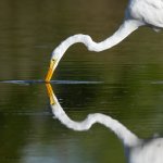 GreatEgretDrink-96.jpg