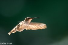 RD5_3545-Edit.jpg