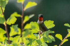 RD5_3594-Edit.jpg