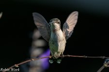 RD5_3513-Edit.jpg