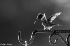 RD5_3624-Edit.jpg