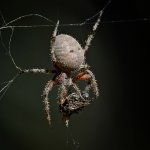 Spider5.jpg
