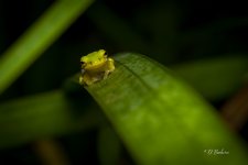 _DSC8015-SharpenAI-Focus.jpg