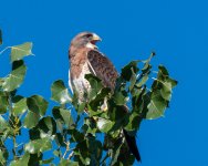 SwainsonsHawk-98.jpg