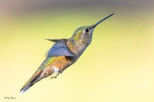 HummerHover-98.jpg