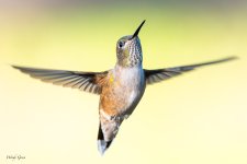 HummerHover-99.jpg
