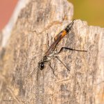 Wasp-98.jpg