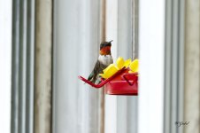 Male humming bird sm.jpg