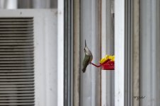 Female humming bird sm.jpg