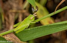 2024-09-02 17-30-47 (B,R8,S4)Grasshopper-Edit.jpg