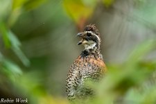 RD5_3701-Edit.jpg
