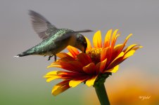 Humming bird on a zinia sm.jpg