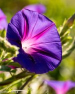 R81_2895-Edit.jpg